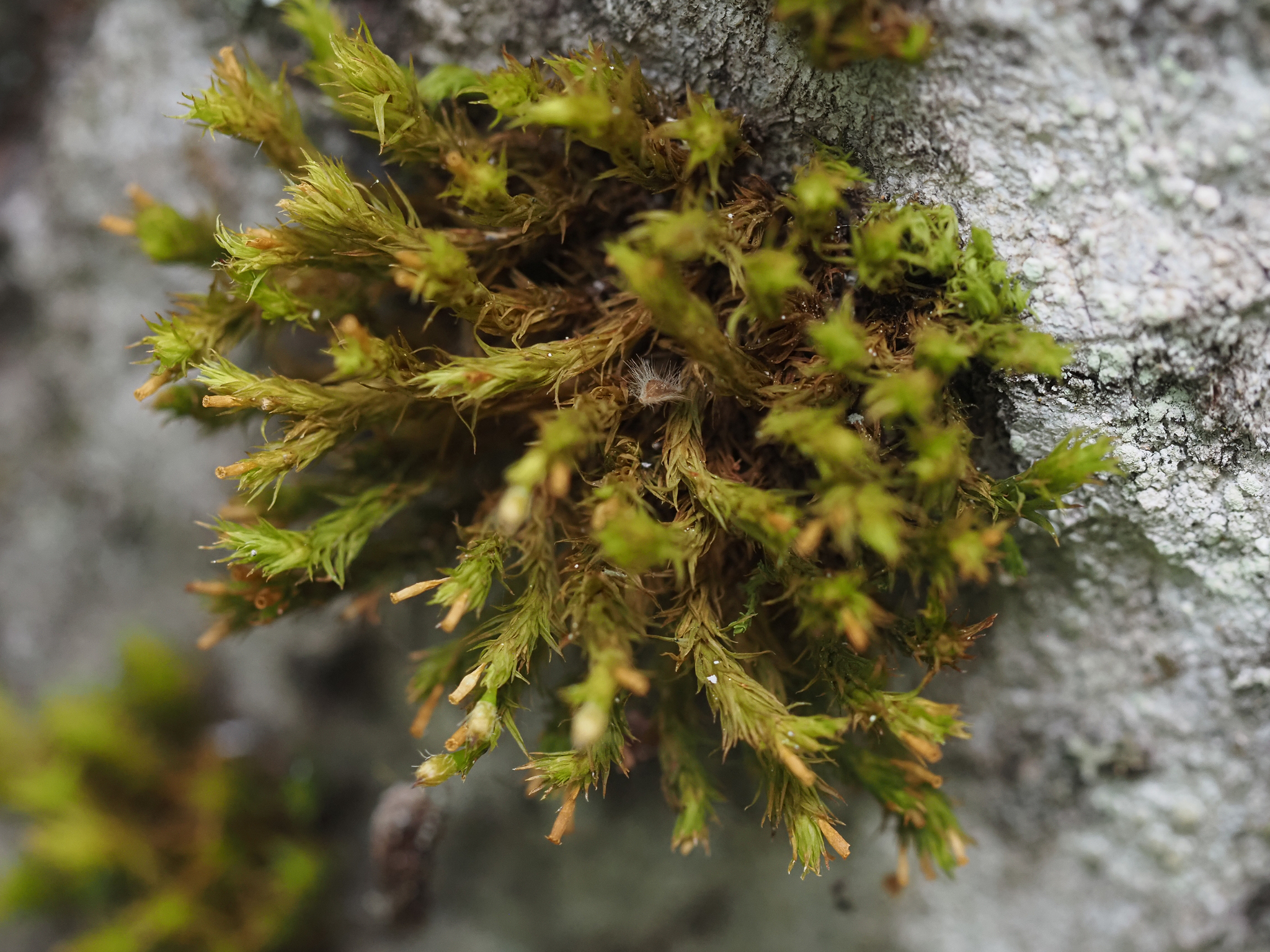 Lewinskya laevigata
