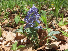 Corydalis turtschaninovii