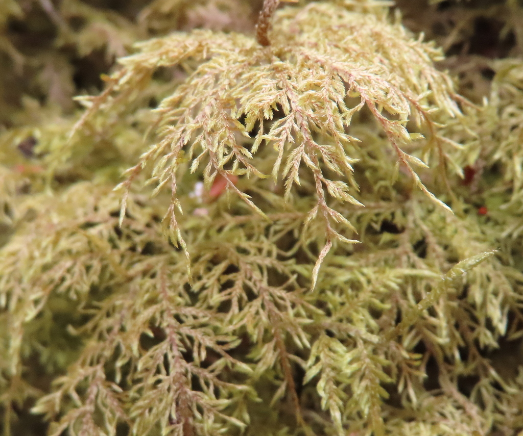 stairstep moss from Franconia, NH, USA on May 13, 2024 at 03:01 PM by ...