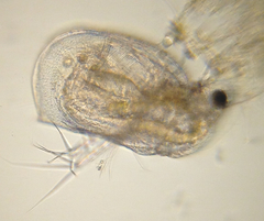 Daphnia