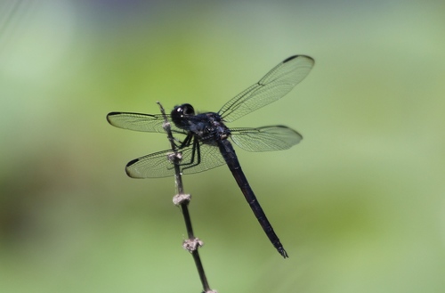 Slaty Skimmer photographed in Mississippi
