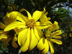 Flourensia thurifera