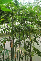 Schizostachyum pseudolima