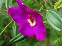 Meriania speciosa