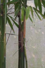 Schizostachyum pseudolima