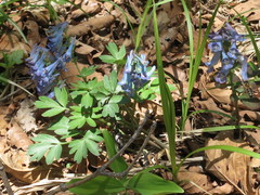 Corydalis turtschaninovii