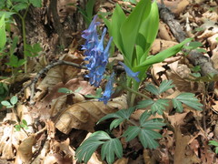 Corydalis turtschaninovii