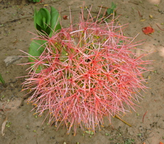Scadoxus multiflorus