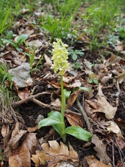 Orchis pallens
