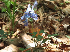 Corydalis turtschaninovii
