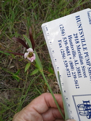 Cleistesiopsis oricamporum