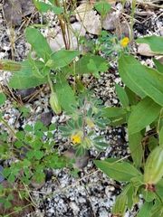 Acmispon brachycarpus