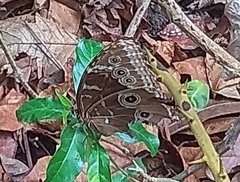 Morpho helenor peleides