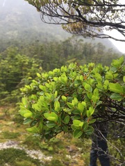 Nothofagus betuloides