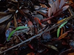 Agathis australis