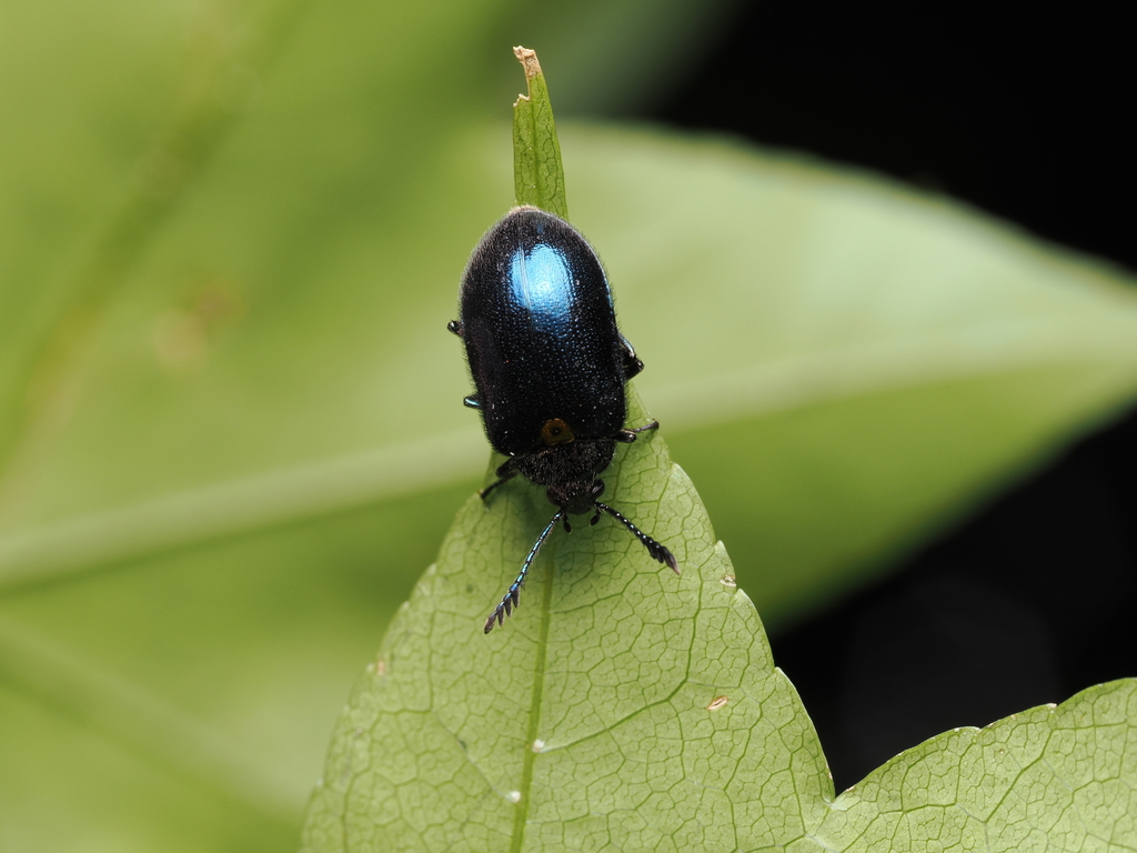 Cyanopenthe