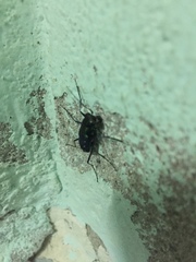 Cicindela flavomaculata