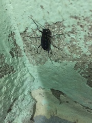 Cicindela flavomaculata