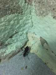 Cicindela flavomaculata