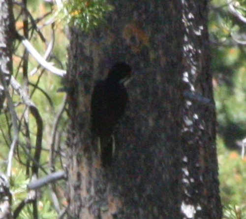 Picoides arcticus