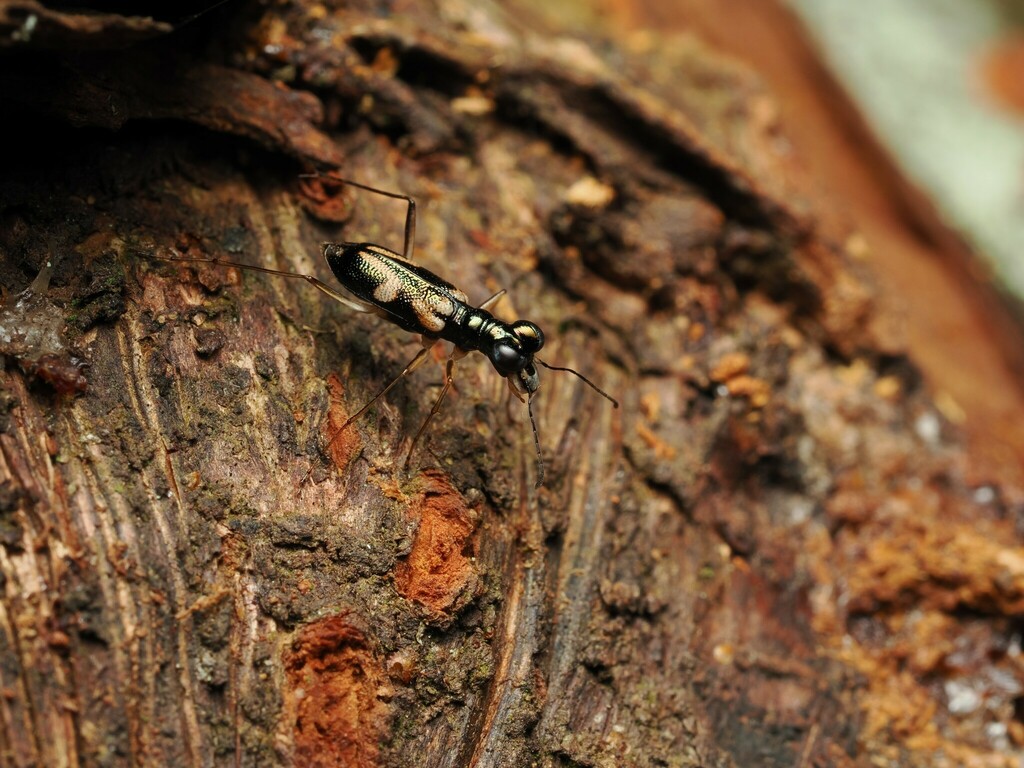 Therates obliquefasciatus
