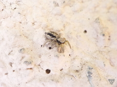 Habronattus pyrrithrix