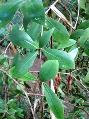 Pittosporum cornifolium