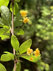 Berberis canadensis