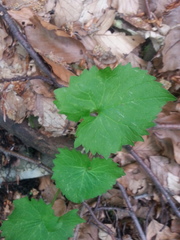 Phyteuma ovatum pseudospicatum