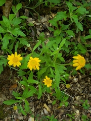 Eriophyllum lanatum croceum