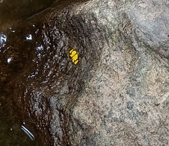 Cyllopoda jatropharia