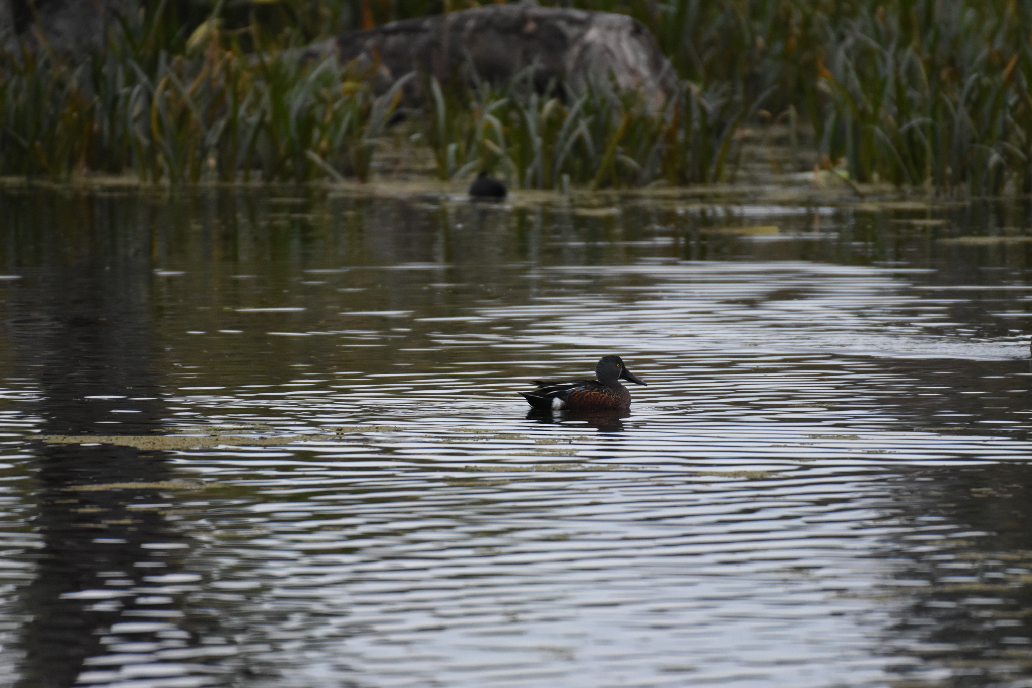 Australasian Shoveler (Spatula rhynchotis)