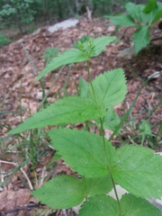 Veronica urticifolia