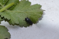Aphodius