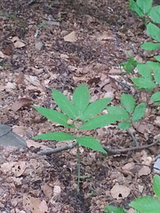 Cardamine heptaphylla