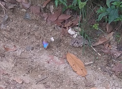Morpho rhodopteron