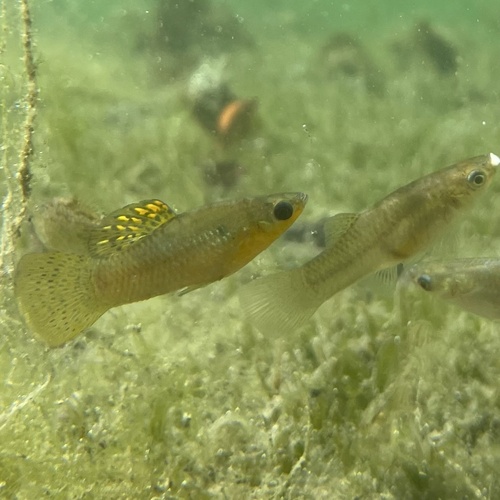 Vandepoll's molly (Poecilia vandepolli) — Poeciliidae