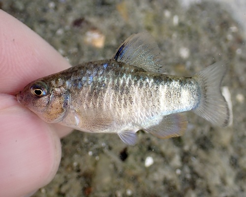 Dearborn's pupfish (Cyprinodon dearborni) — Cyprinodontidae — 2