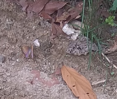 Morpho rhodopteron