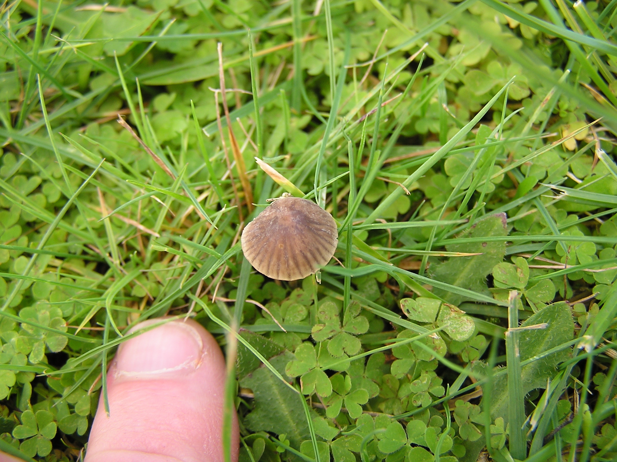 Mycena olivaceomarginata image