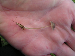 Mycena olivaceomarginata