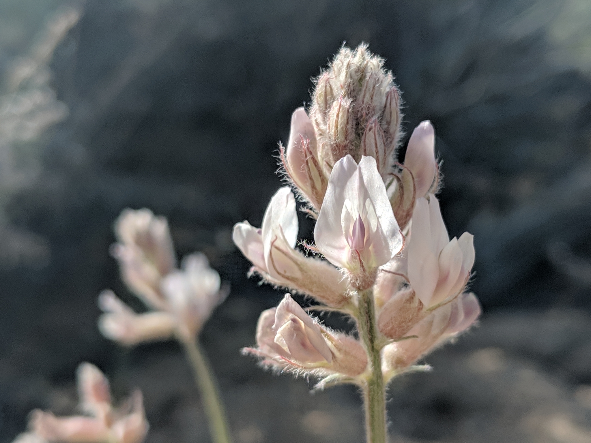 Astragalus sepultipes