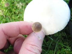 Mycena olivaceomarginata
