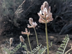 Astragalus sepultipes