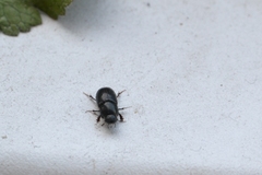 Aphodius