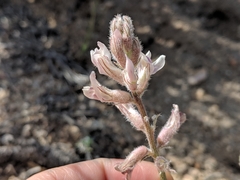 Astragalus sepultipes
