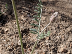 Astragalus sepultipes