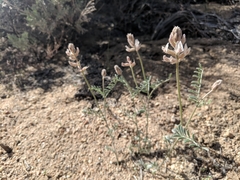 Astragalus sepultipes