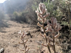 Astragalus sepultipes