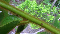 Cordia nodosa